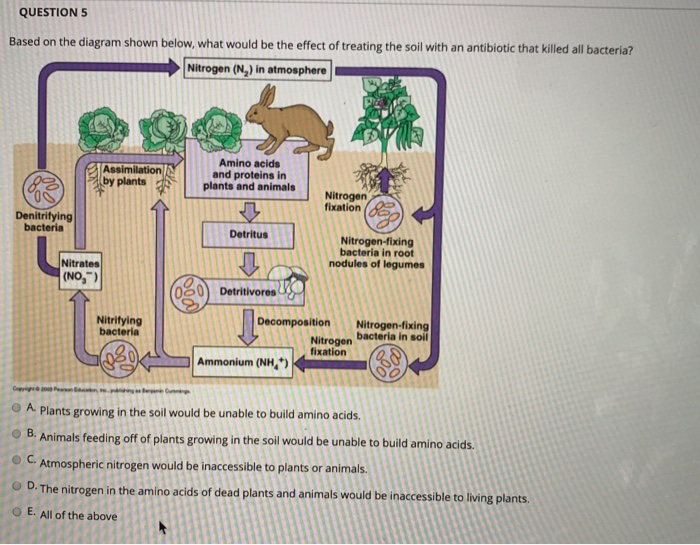 QUESTIONS Based on the diagram shown below, what would be the effect of treating the soil with an antibiotic that killed all