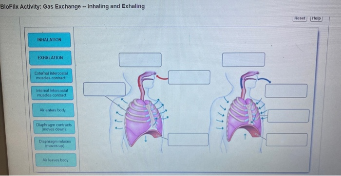 BioFlix Activity: Gas Exchange --Inhaling and Exhaling Reset Help INHALATION EXHALATION External intercostal muscles contract