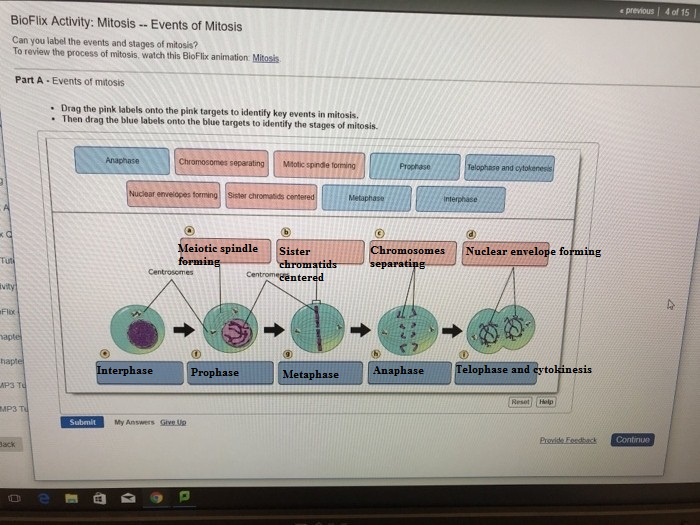 e previous | 4 of 15 BioFlix Activity: Mitosis - Events of Mitosis Can you label the events and stages of mitosis? To review