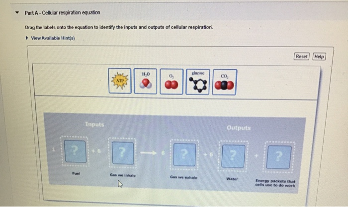 Drag the labels onto the equation to identify the inputs and outputs of cellular respiration.