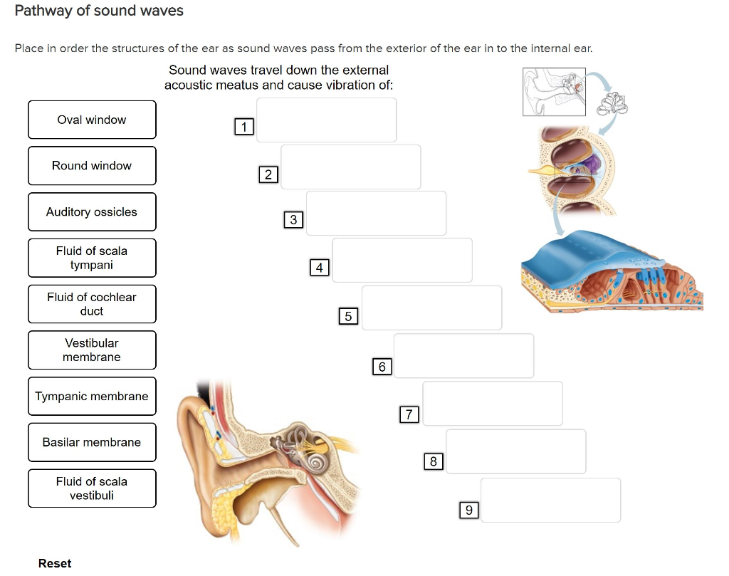 Pathway of sound waves through the ear