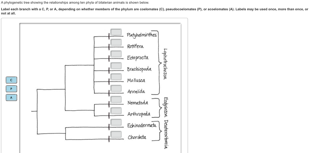 A phylogenetic tree showing the relationships among ten phyla of bilaterian animals is shown below.
