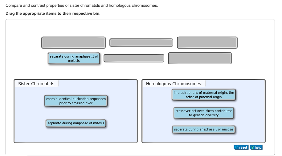 Compare and contrast properties of sister chromatids and homologous chromosomes.