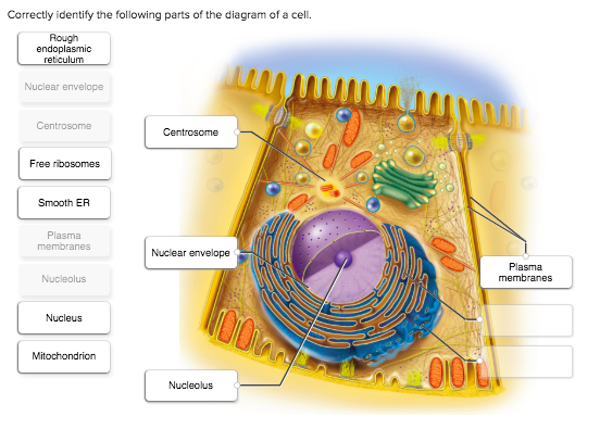Correctly identify the following parts of the diagram of a cell