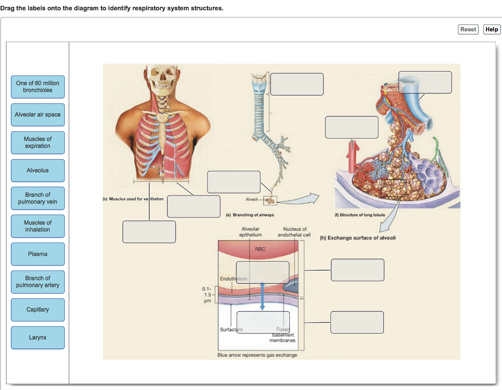 Drag the labels onto the diagram to identify respiratory system structures.