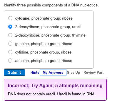 Identify three possible components of a dna nucleotide.