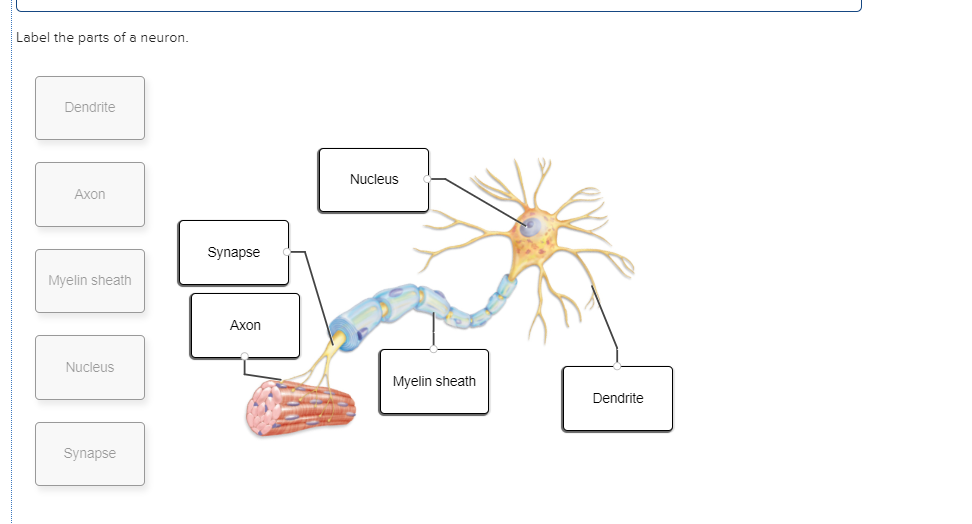 Label the parts of a neuron