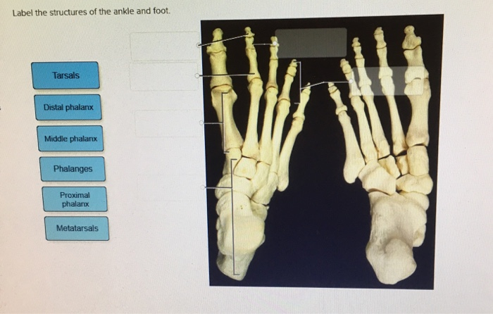 Label the structures of the ankle and foot